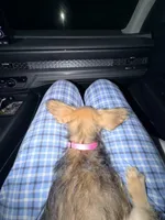 Princess, a female Dachshund and Yorkshire Terrier for sale in Richmond, VA – 5 of 9