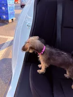 Princess, a female Dachshund and Yorkshire Terrier for sale in Richmond, VA – 2 of 9