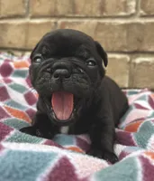 Cami, a female Pug for sale in Bella Vista, AR – Photo 4 of 6