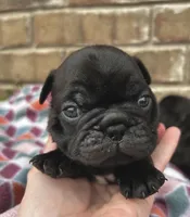 Cami, a female Pug for sale in Bella Vista, AR – Photo 5 of 6