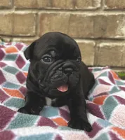 Cami, a female Pug for sale in Bella Vista, AR – Photo 3 of 6