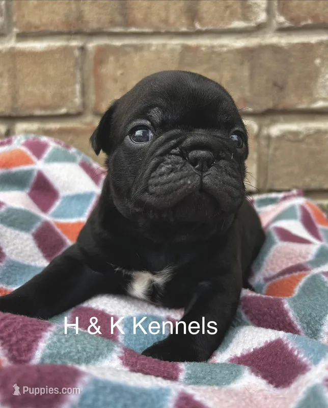 Cami – Pug puppy for sale in Bella Vista, AR