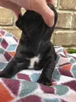 Cami, a female Pug for sale in Bella Vista, AR – Photo 6 of 6