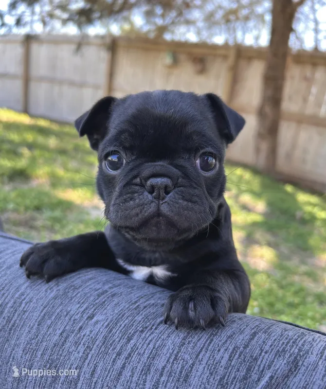 Cami – Pug puppy for sale in Bella Vista, AR
