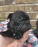 Cami, a female Pug for sale in Bella Vista, AR – Photo 2 of 6