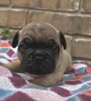 Chuck, a male Pug for sale in Bella Vista, AR – Photo 3 of 6