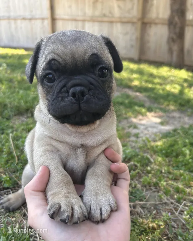 Chuck – Pug puppy for sale in Bella Vista, AR