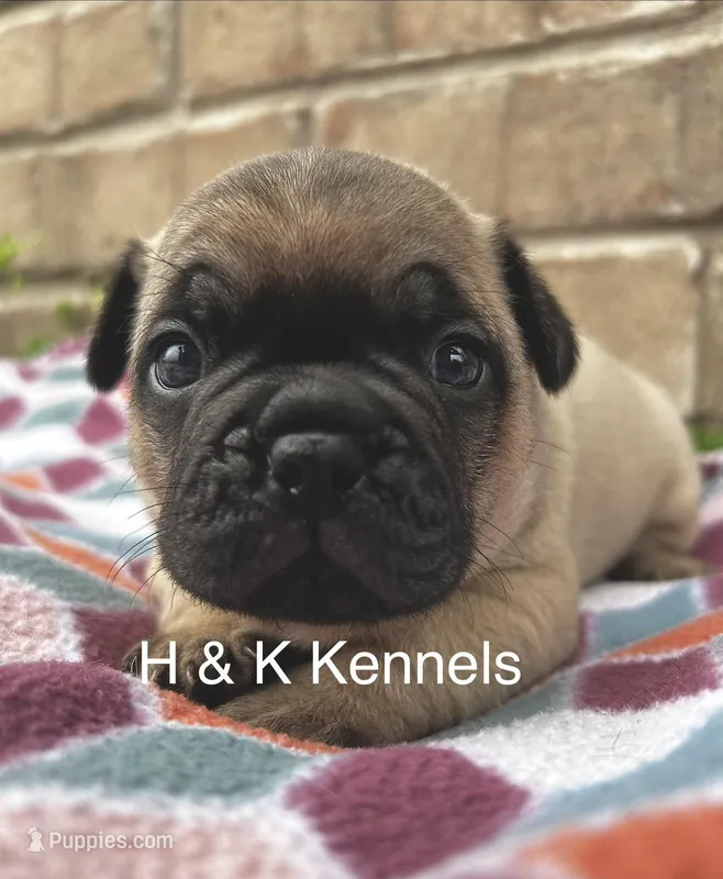 Chuck – Pug puppy for sale in Bella Vista, AR