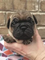 Chuck, a male Pug for sale in Bella Vista, AR – Photo 2 of 6