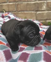 Charlie, a female Pug for sale in Bella Vista, AR – Photo 2 of 5