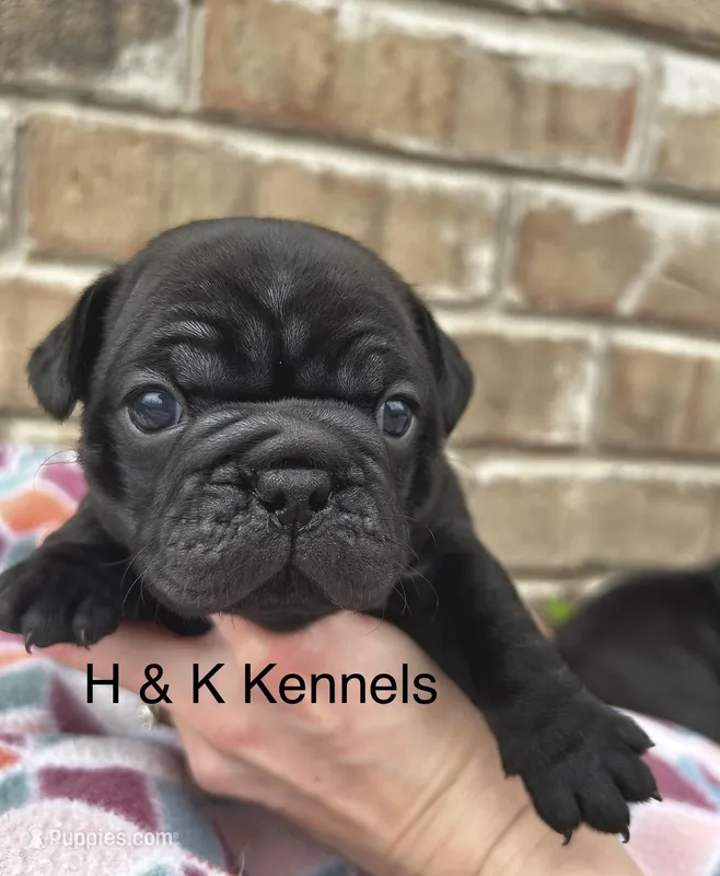 Charlie – Pug puppy for sale in Bella Vista, AR