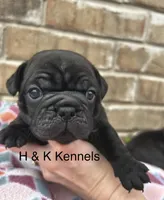 Charlie, a female Pug for sale in Bella Vista, AR – Photo 1 of 5