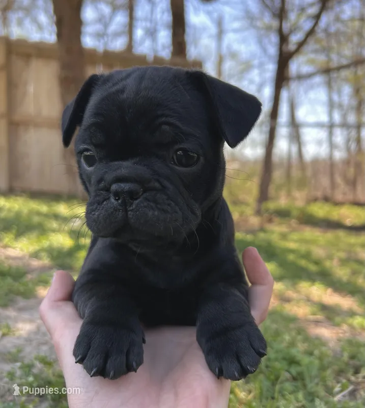 Charlie – Pug puppy for sale in Bella Vista, AR