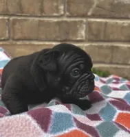 Charlie, a female Pug for sale in Bella Vista, AR – Photo 5 of 5