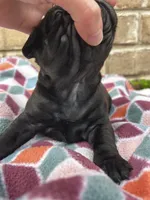 Charlie, a female Pug for sale in Bella Vista, AR – Photo 4 of 5