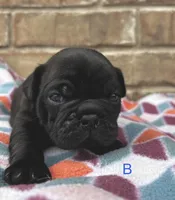 Chubbs, a male Pug for sale in Bella Vista, AR – Photo 5 of 6