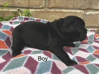 Chubbs, a male Pug for sale in Bella Vista, AR – Photo 6 of 6