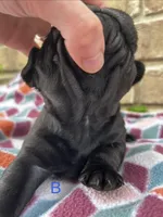 Chubbs, a male Pug for sale in Bella Vista, AR – Photo 3 of 6