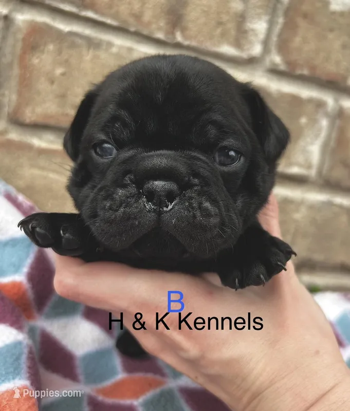 Chubbs – Pug puppy for sale in Bella Vista, AR