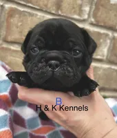 Chubbs, a male Pug for sale in Bella Vista, AR – Photo 1 of 6