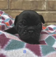 Chubbs, a male Pug for sale in Bella Vista, AR – Photo 4 of 6