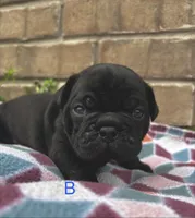 Chubbs, a male Pug for sale in Bella Vista, AR – Photo 2 of 6