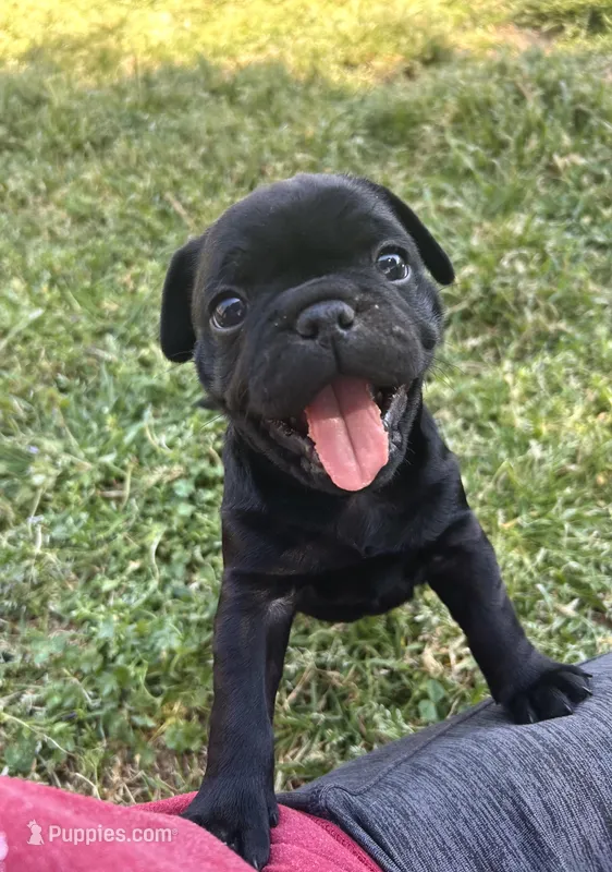 Chubbs – Pug puppy for sale in Bella Vista, AR