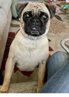 Beatrice, a female Pug for sale in Bella Vista, AR – Photo 1 of 2
