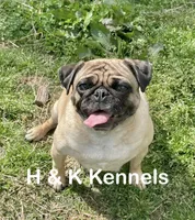 Beatrice, a female Pug for sale in Bella Vista, AR – Photo 2 of 2