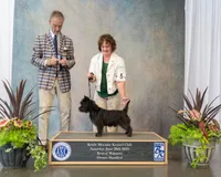 Rowan, a male Cairn Terrier for sale in Rockford, IL – Photo 5 of 5