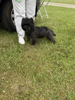 Rowan, a male Cairn Terrier for sale in Rockford, IL – Photo 4 of 5