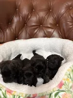 Rowan, a male Cairn Terrier for sale in Rockford, IL – Photo 3 of 5