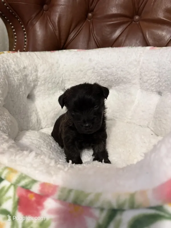 Rowan – Cairn Terrier puppy for sale in Rockford, IL