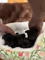 Rowan, a male Cairn Terrier for sale in Rockford, IL – Photo 2 of 5