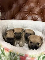 Wheaton male zoomies, a male Cairn Terrier for sale in Rockford, IL – Photo 2 of 2