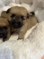 Wheaton male zoomies, a male Cairn Terrier for sale in Rockford, IL – Photo 1 of 2