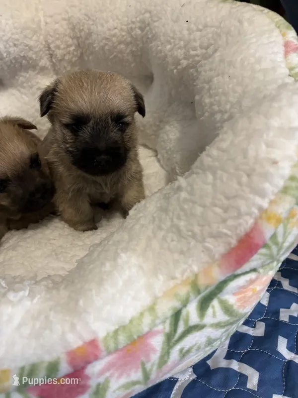 Wheaton Duncan – Cairn Terrier puppy for sale in Rockford, IL