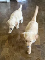 Ms pinky pie, a female English Cream Golden Retriever for sale in Tonganoxie, KS – 2 of 5