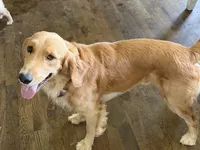 Ms pinky pie, a female English Cream Golden Retriever for sale in Tonganoxie, KS – 4 of 5