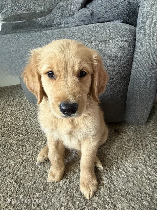 Ms pinky pie – English Cream Golden Retriever puppy for sale in Tonganoxie, KS