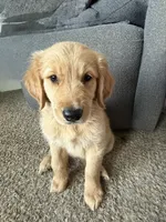 Ms pinky pie, a female English Cream Golden Retriever for sale in Tonganoxie, KS – 1 of 5