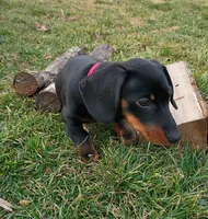 Augustus, a male Miniature Dachshund for sale in Ashley, IN – Photo 6 of 10