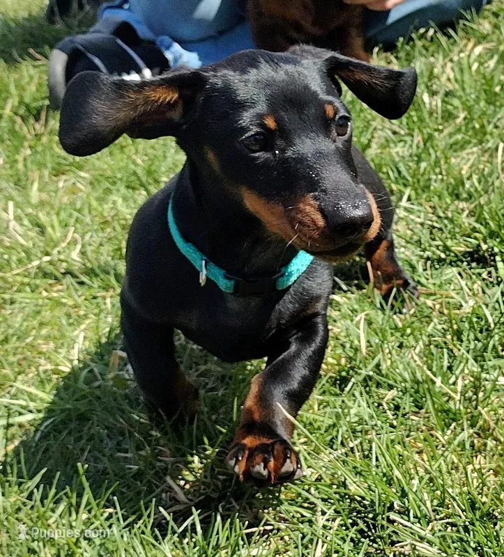 Augustus - AKC – Miniature Dachshund puppy for sale in Ashley, IN