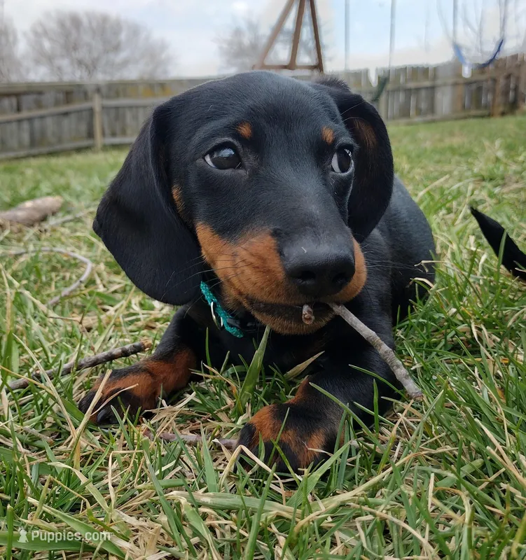 Augustus - AKC – Miniature Dachshund puppy for sale in Ashley, IN