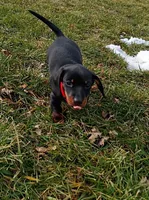 Augustus, a male Miniature Dachshund for sale in Ashley, IN – Photo 4 of 10