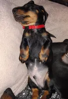 Augustus, a male Miniature Dachshund for sale in Ashley, IN – Photo 7 of 10