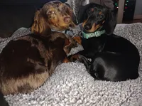 Augustus, a male Miniature Dachshund for sale in Ashley, IN – Photo 9 of 10