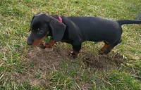 Augustus, a male Miniature Dachshund for sale in Ashley, IN – Photo 5 of 10
