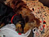 Augustus, a male Miniature Dachshund for sale in Ashley, IN – Photo 10 of 10