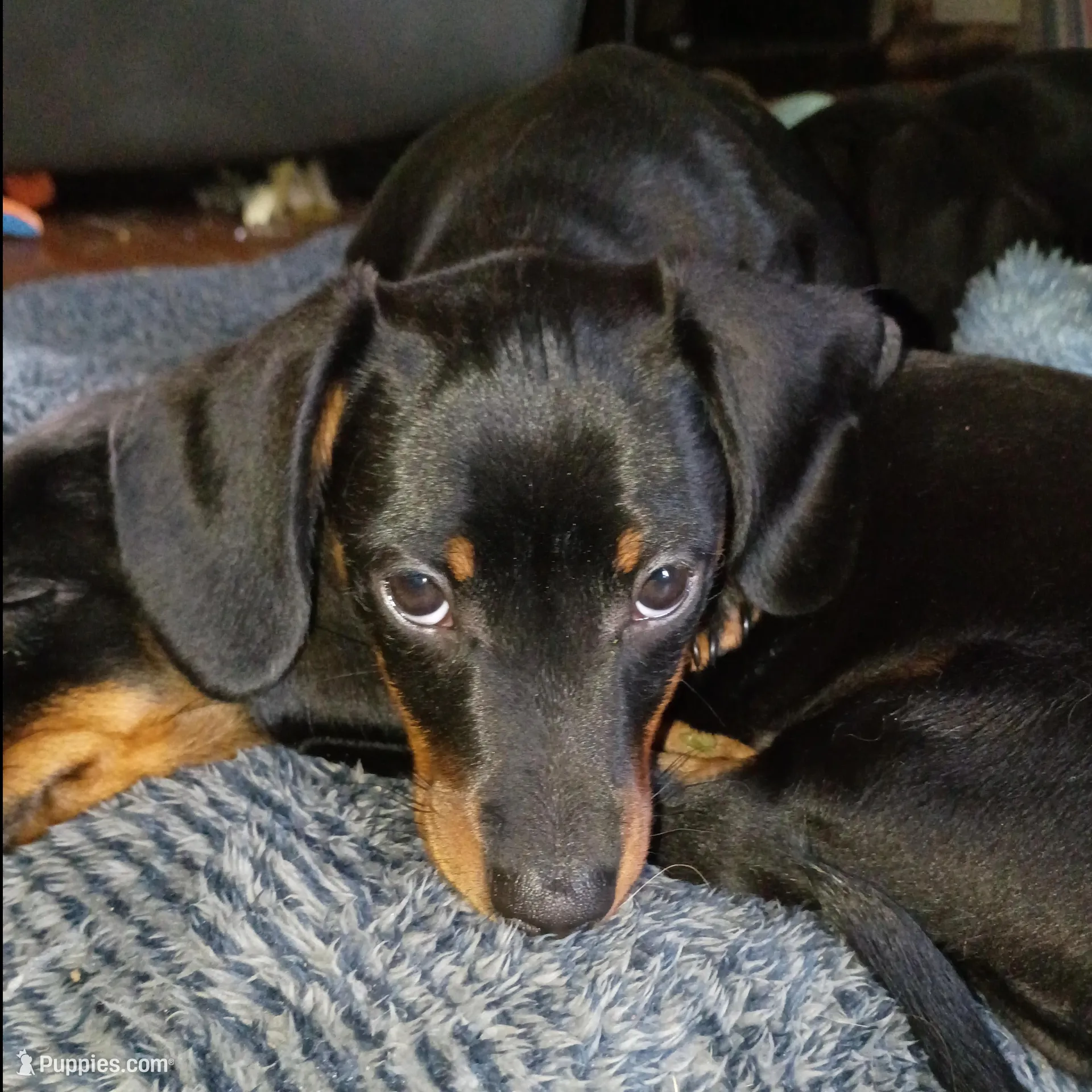 Augustus, a male Miniature Dachshund for sale in Ashley, IN – Photo 2 of 10